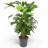 Caryota mitis potted plant in nursery pot on white background.