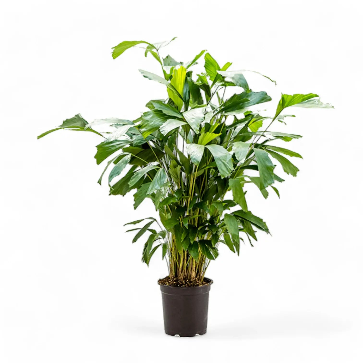 Caryota mitis potted plant in nursery pot on white background.