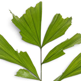 Wedel von Caryota mitis mit gefältelten, fächerförmigen Fiederblättchen und ausgefransten Spitzen