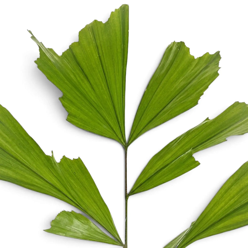 Caryota mitis frond showing pleated, fan-shaped leaflets with ragged tips