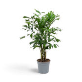 Große Caryota mitis mit mehreren aufrechten, dicht beieinanderstehenden Stämmen und einer schmalen Krone aus grünen Wedeln