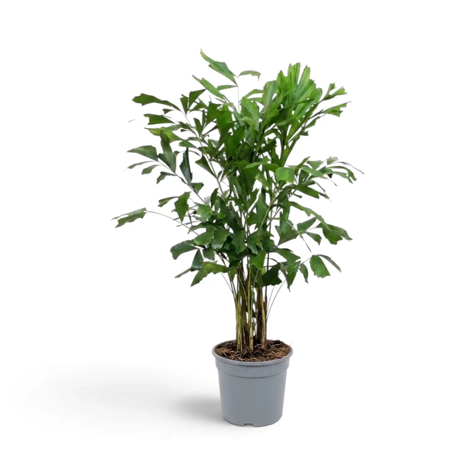 Große Caryota mitis mit mehreren aufrechten, dicht beieinanderstehenden Stämmen und einer schmalen Krone aus grünen Wedeln