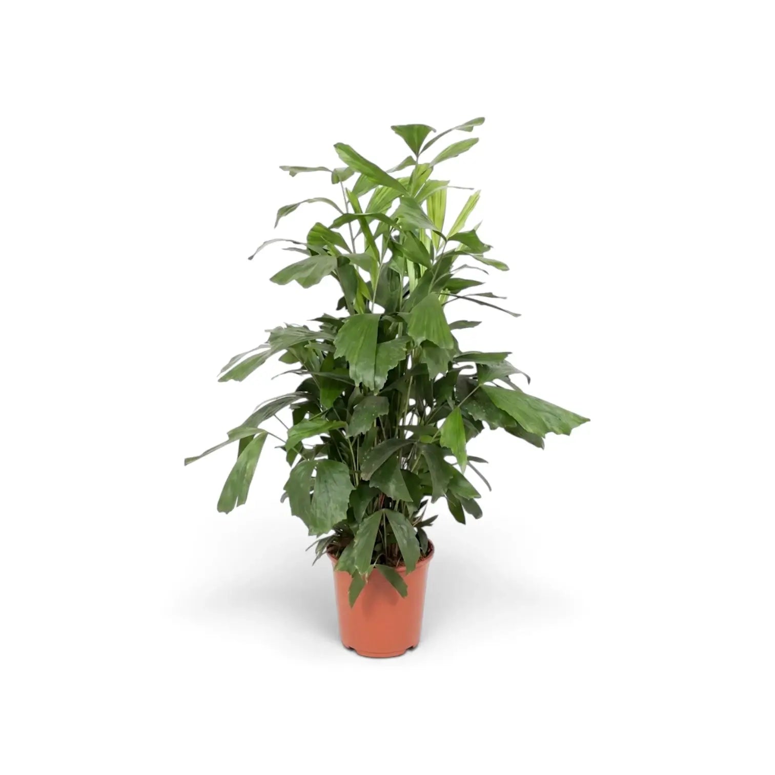Große Caryota mitis in einem orangefarbenen Kulturtopf mit mehreren dicht beieinanderstehenden Stämmen und einer dichten Krone aus grünen Wedeln