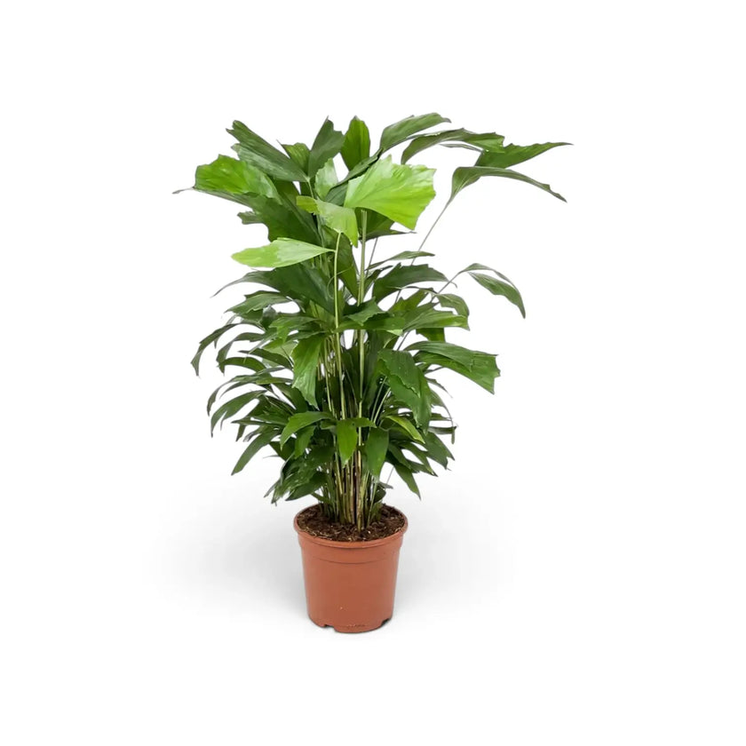Front view of a large Caryota mitis with layered green fronds and multiple stems