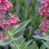 Centranthus ruber 'Coccineus' close-up detail.