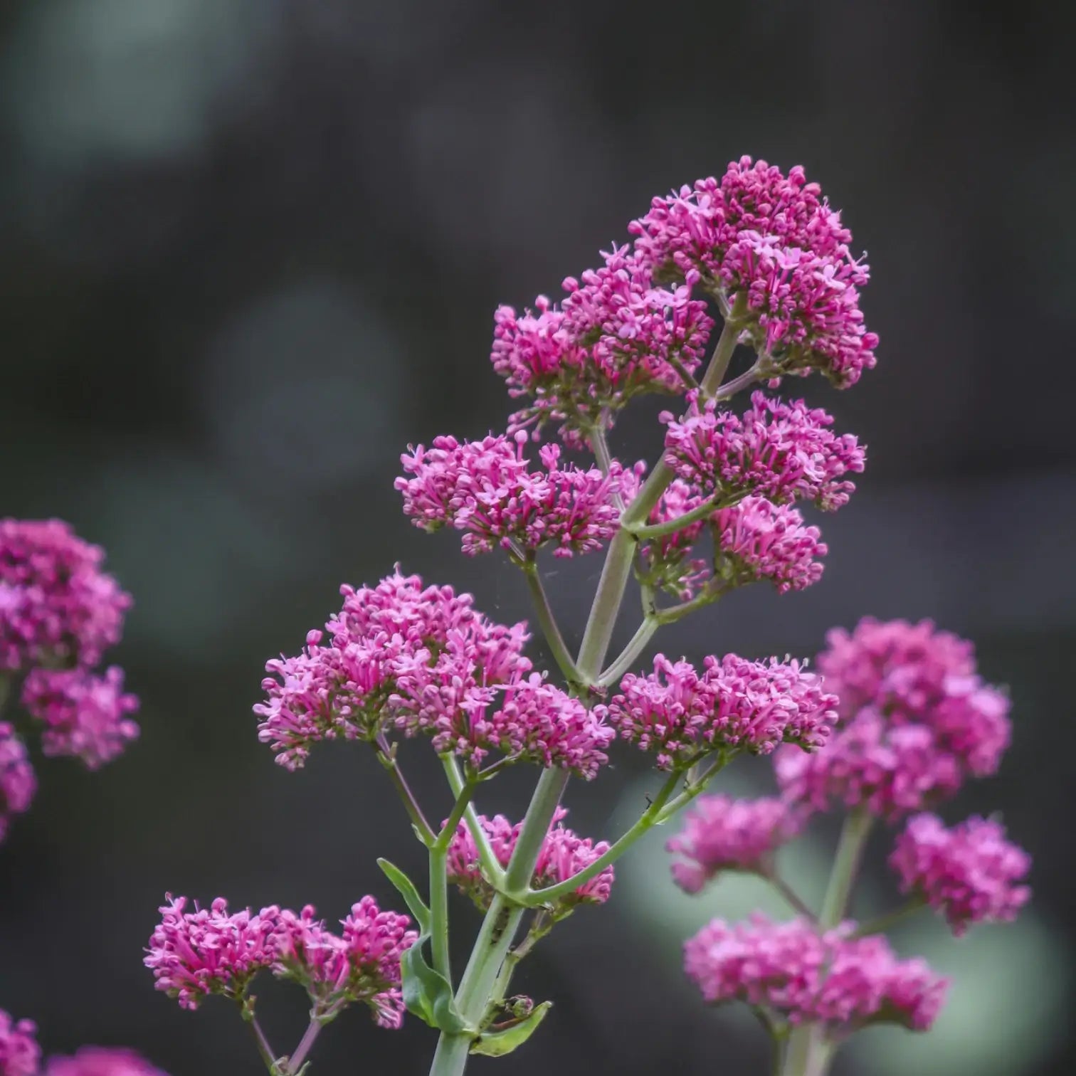 Centranthus ruber 'Coccineus' detail shot.