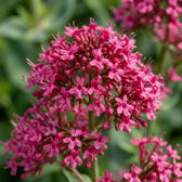 Centranthus ruber 'Coccineus' close-up detail.