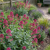 Centranthus ruber 'Coccineus' plant detail.