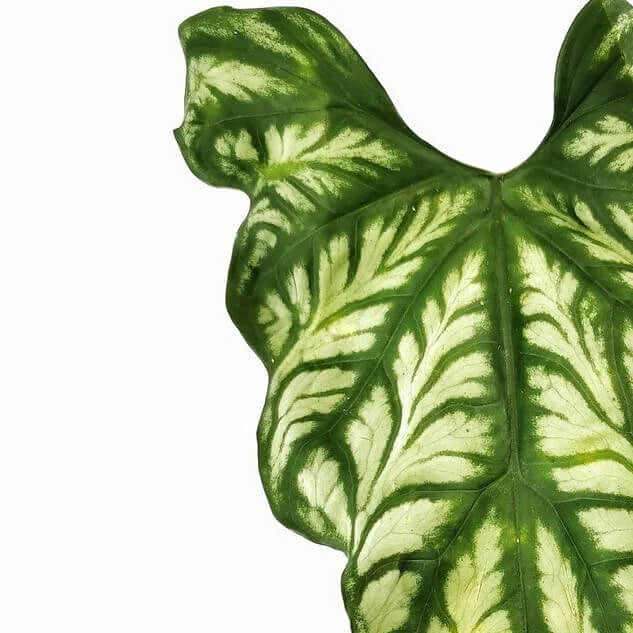 Cercestis mirabilis leaf detail on white background.