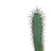 Cereus forbesii leaf detail on white background.