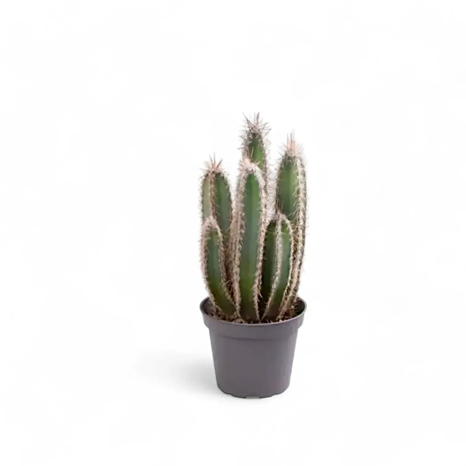 Cereus forbesii potted plant in nursery pot on white background.