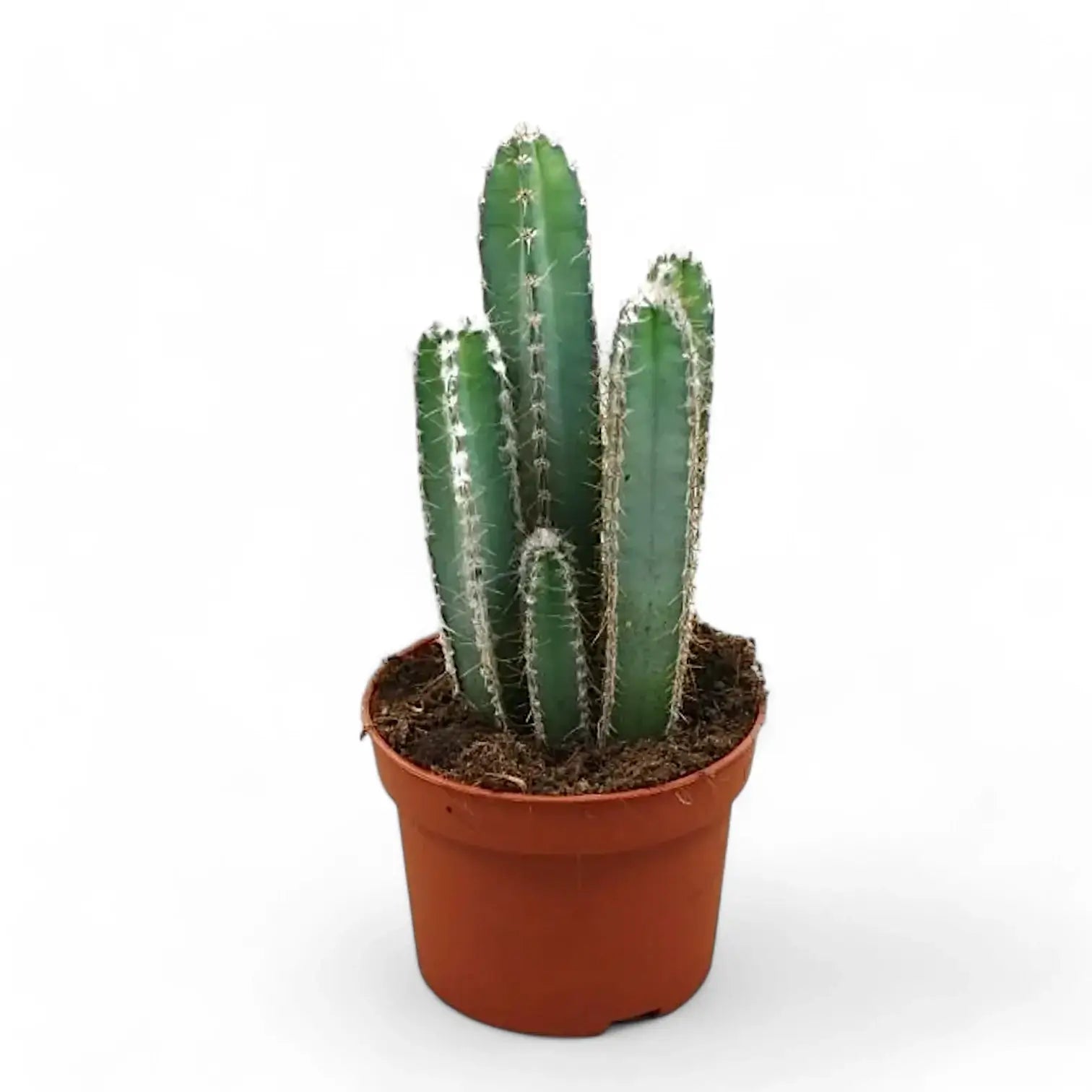 Cereus forbesii potted plant in nursery pot on white background.