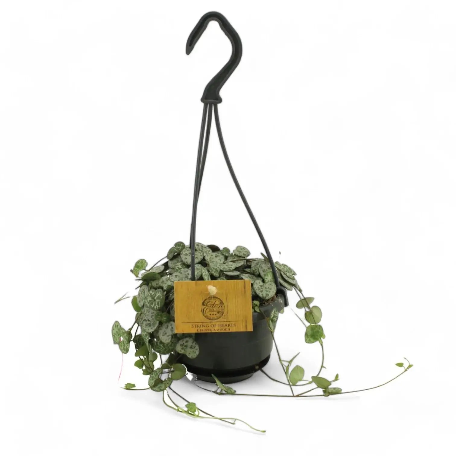 Ceropegia woodii potted plant in nursery pot on white background.