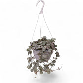 Ceropegia woodii potted plant in nursery pot on white background.