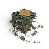 Ceropegia woodii potted plant in nursery pot on white background.