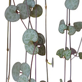 Ceropegia woodii potted plant in nursery pot on white background.