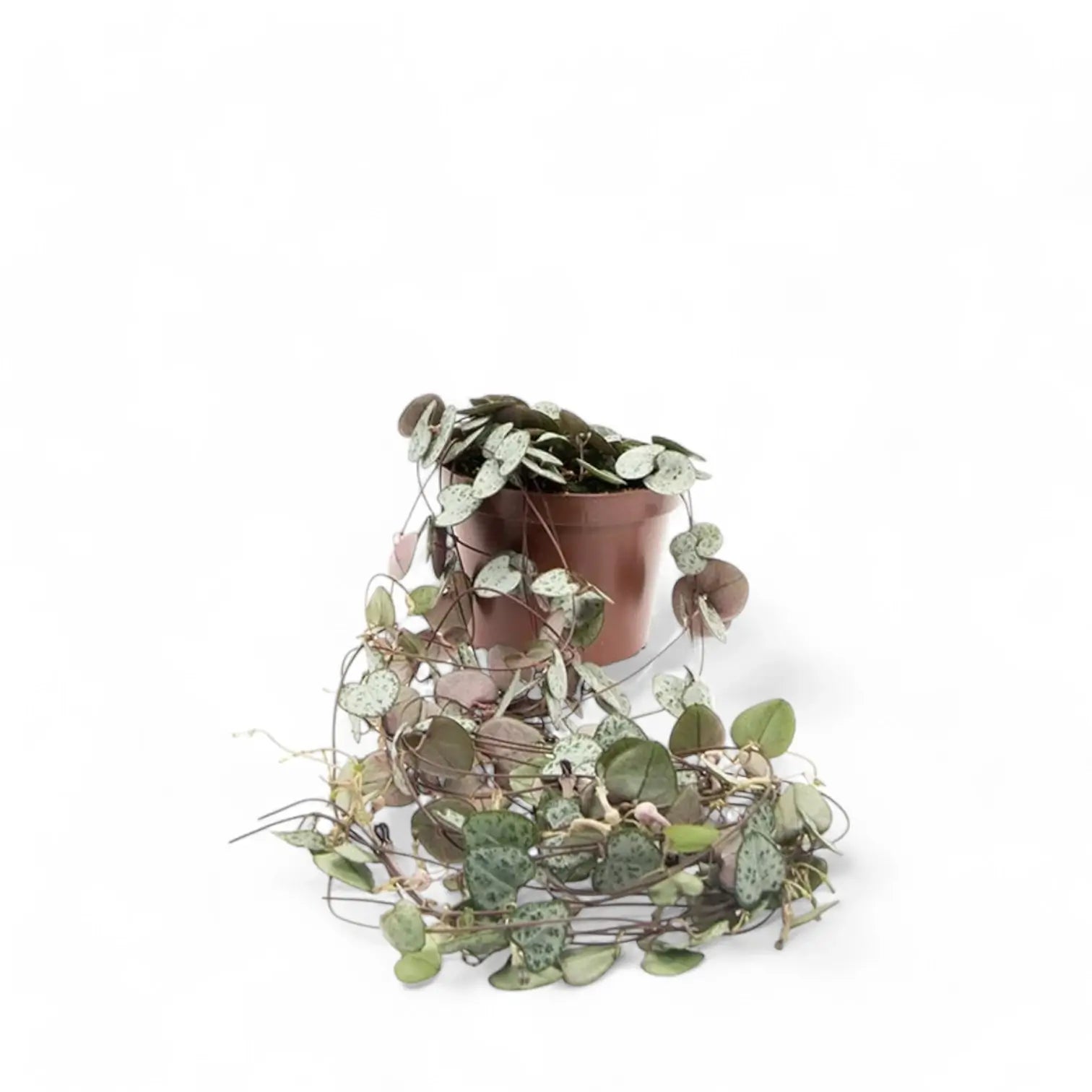 Ceropegia woodii potted plant in nursery pot on white background.