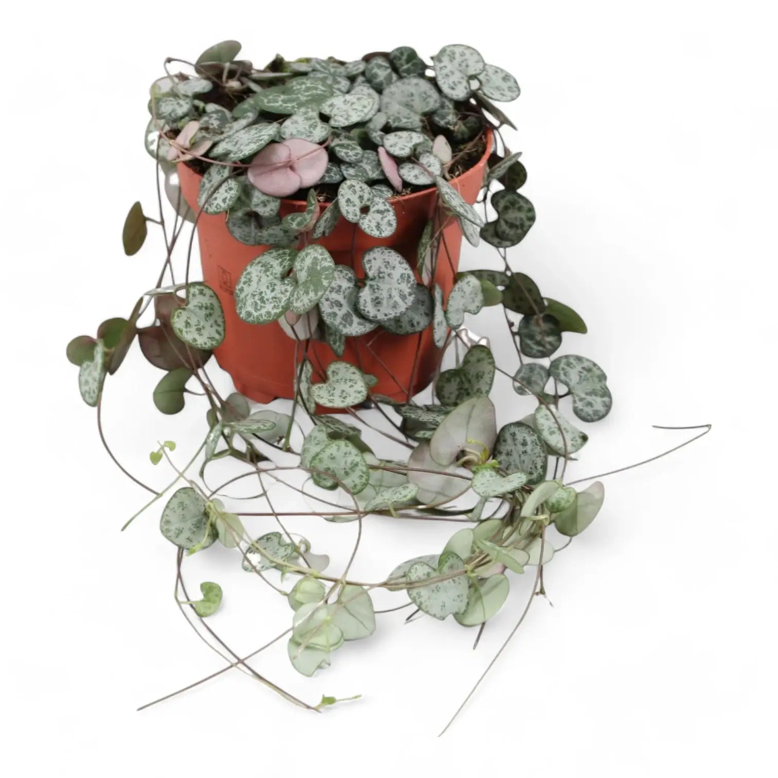 Ceropegia woodii potted plant in nursery pot on white background.