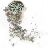 Ceropegia woodii potted plant in nursery pot on white background.