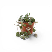 Ceropegia woodii, Leuchterblume als Babypflanze im Kulturtopf.