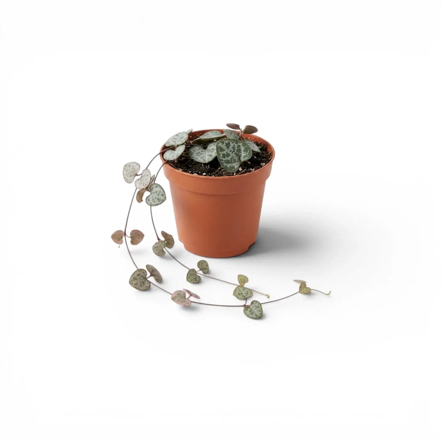 Ceropegia woodii, Leuchterblume als Babypflanze im Kulturtopf.