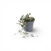 Ceropegia woodii, Leuchterblume als Babypflanze im Kulturtopf.