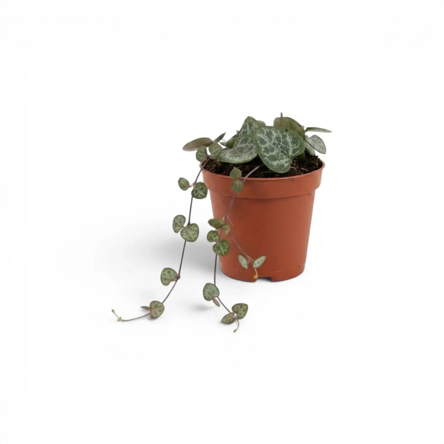 Ceropegia woodii, Leuchterblume als Babypflanze im Kulturtopf.