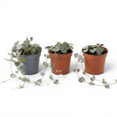 Drei Ceropegia woodii, Leuchterblumen als Babypflanzen in Kulturtöpfen vor weißem Hintergrund.