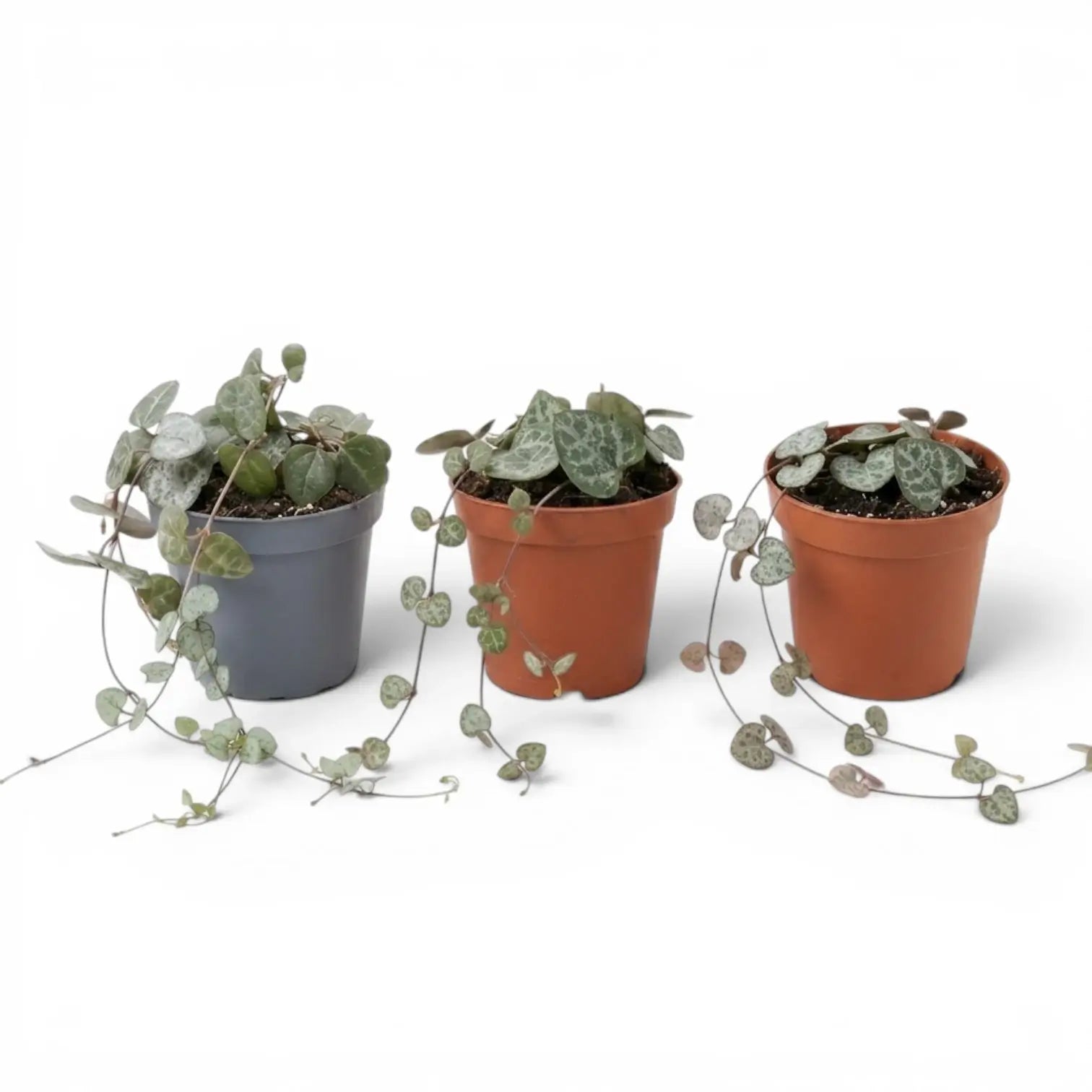 Drei Ceropegia woodii, Leuchterblumen als Babypflanzen in Kulturtöpfen vor weißem Hintergrund.