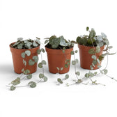 Drei Ceropegia woodii, Leuchterblumen als Babypflanzen in Kulturtöpfen vor weißem Hintergrund.
