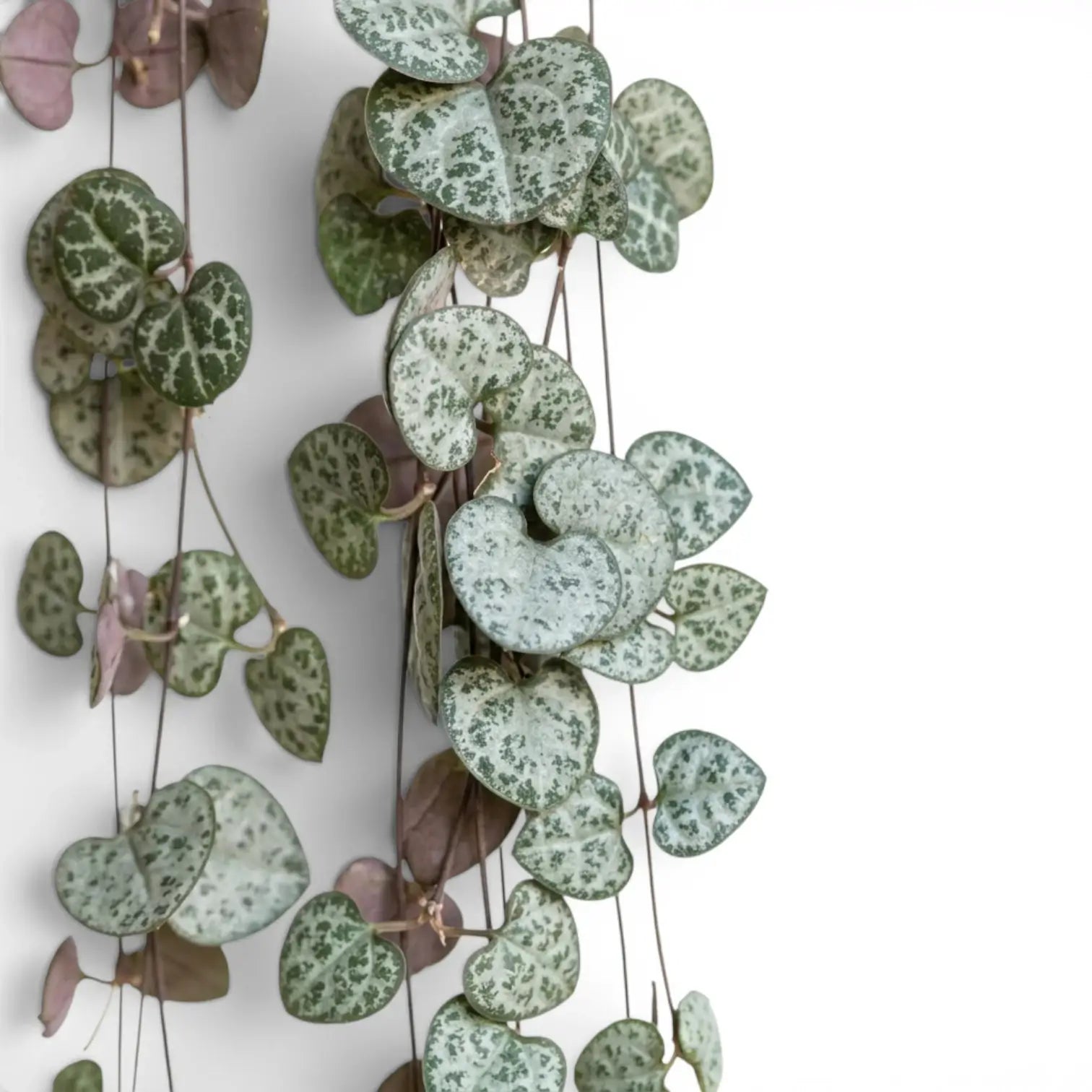 Ceropegia woodii, Leuchterblume mit grünen, herzförmigen Blättern in Nahaufnahme.