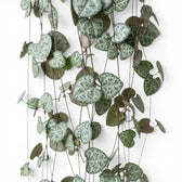 Ceropegia woodii, Leuchterblume mit grünen, herzförmigen Blättern in Nahaufnahme.