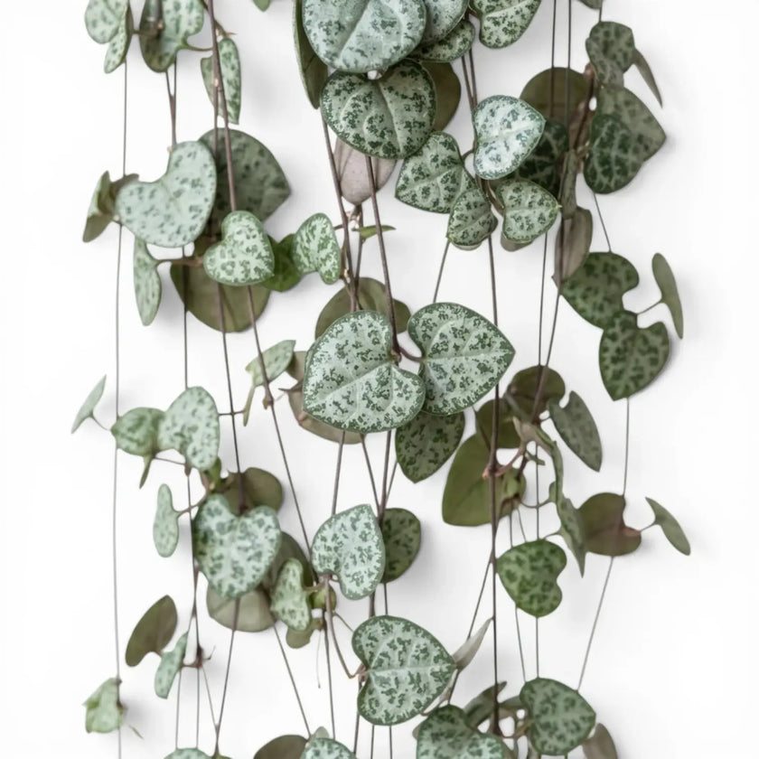 Ceropegia woodii, String of hearts foliage close-up with heart-shaped green leaves.
