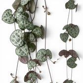Ceropegia woodii, Leuchterblume mit grünen, herzförmigen Blättern in Nahaufnahme.