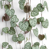 Ceropegia woodii, Leuchterblume mit grünen, herzförmigen Blättern in Nahaufnahme.