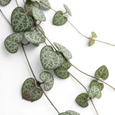 Ceropegia woodii, Leuchterblume mit grünen, herzförmigen Blättern in Nahaufnahme.