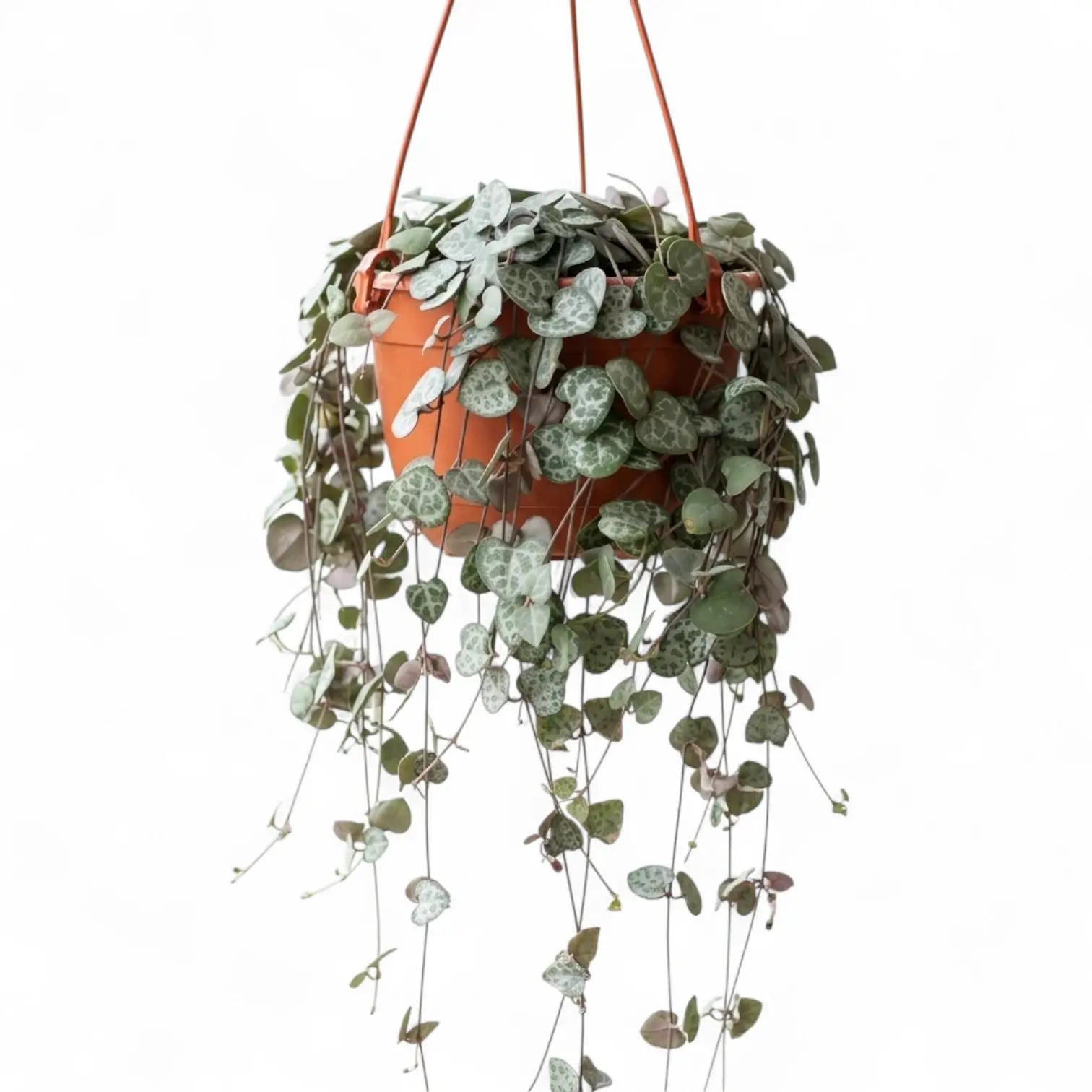 Ceropegia woodii, Leuchterblume mit langen Trieben im Hängetopf.