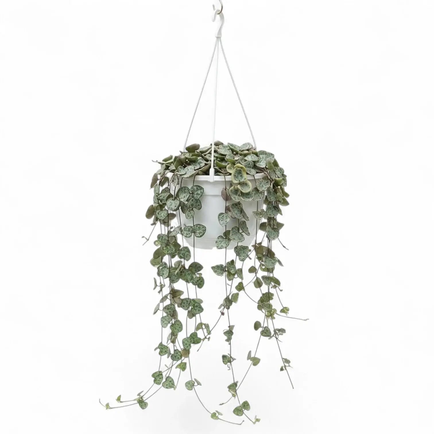 Ceropegia woodii, Leuchterblume mit langen Trieben im Hängetopf.