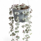 Ceropegia woodii, Leuchterblume mit langen Trieben im Hängetopf.