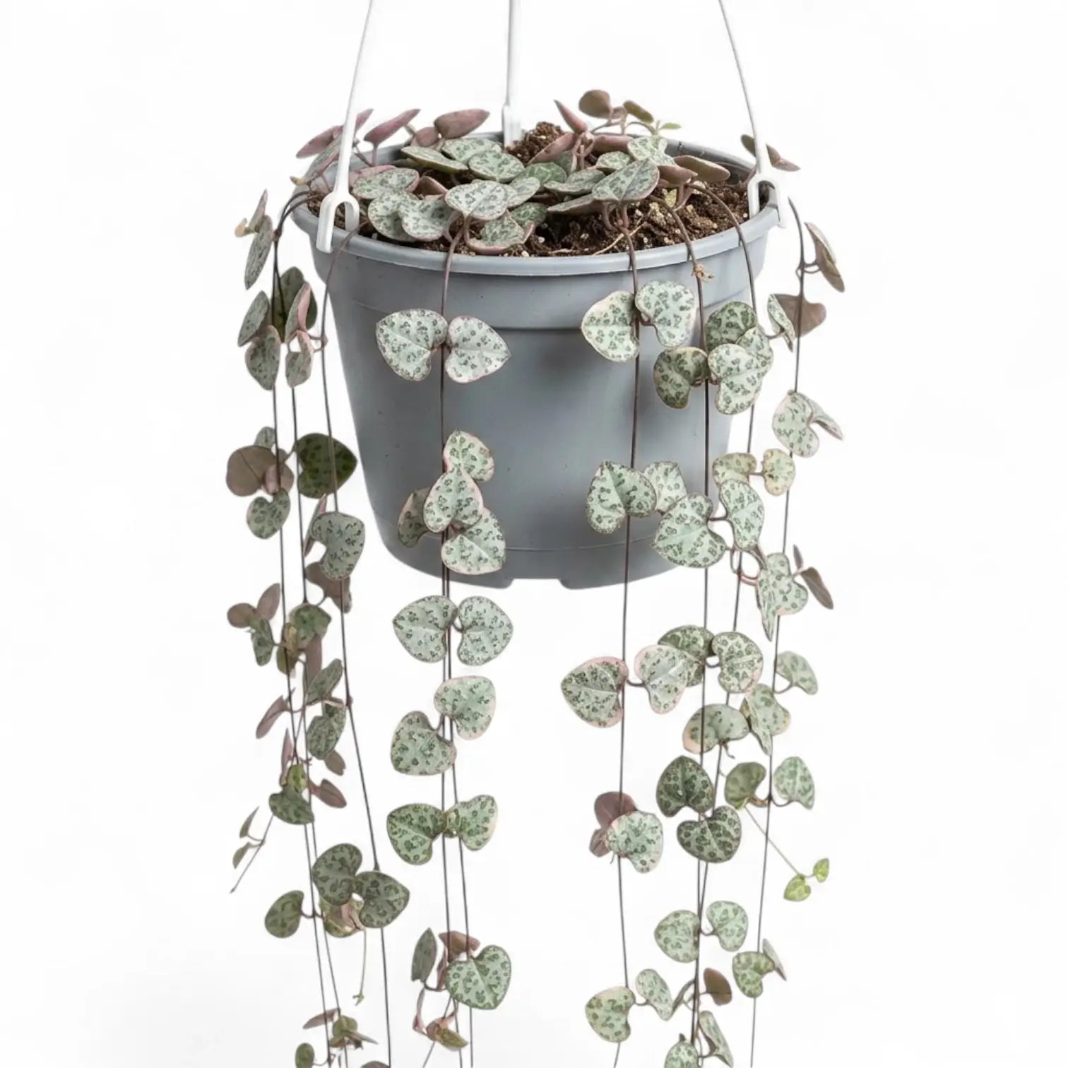 Ceropegia woodii, Leuchterblume mit langen Trieben im Hängetopf.