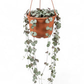 Ceropegia woodii, Leuchterblume mit langen Trieben im Hängetopf.