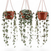 Drei Ceropegia woodii, Leuchterblumen mit langen Trieben in Hängetöpfen vor weißem Hintergrund.