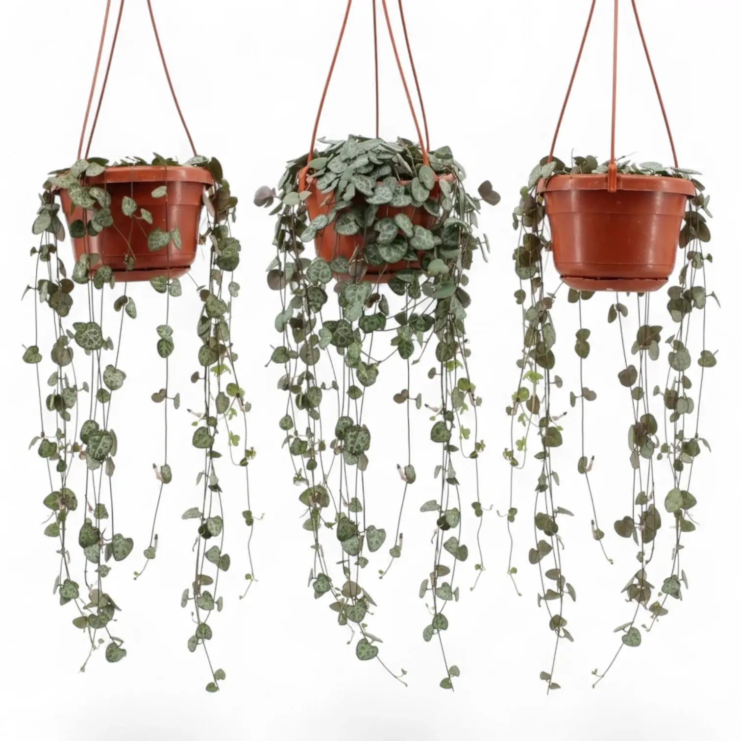 Drei Ceropegia woodii, Leuchterblumen mit langen Trieben in Hängetöpfen vor weißem Hintergrund.