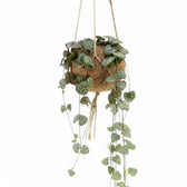 Ceropegia woodii in a Kokodama planter with long trailing stems and heart-shaped leaves