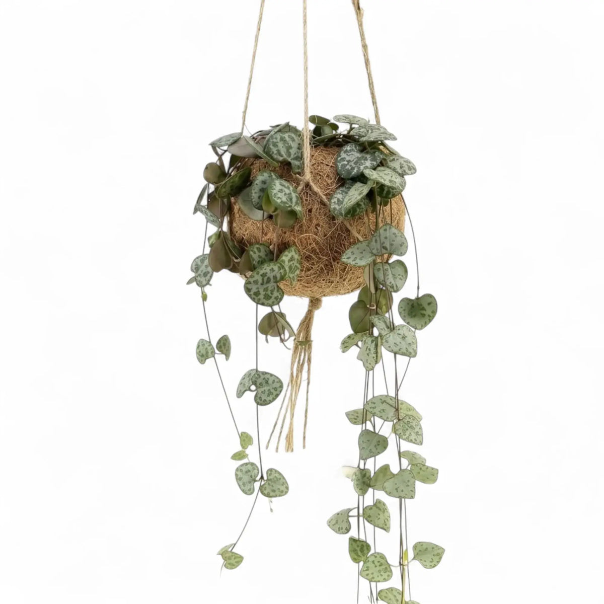 Ceropegia woodii in a Kokodama planter with long trailing stems and heart-shaped leaves