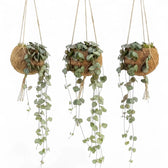 Three Ceropegia woodii plants in coconut-fibre Kokodama planters with trailing patterned leaves