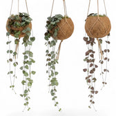 Three Ceropegia woodii Kokodama planters shown from different angles with trailing heart-shaped leaves