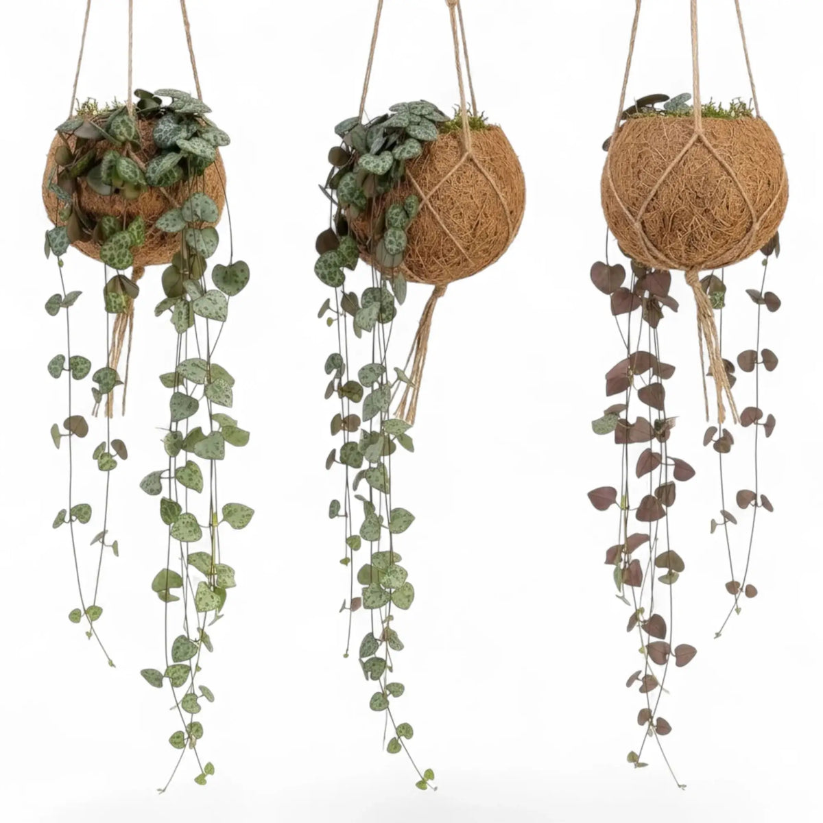 Three Ceropegia woodii Kokodama planters shown from different angles with trailing heart-shaped leaves