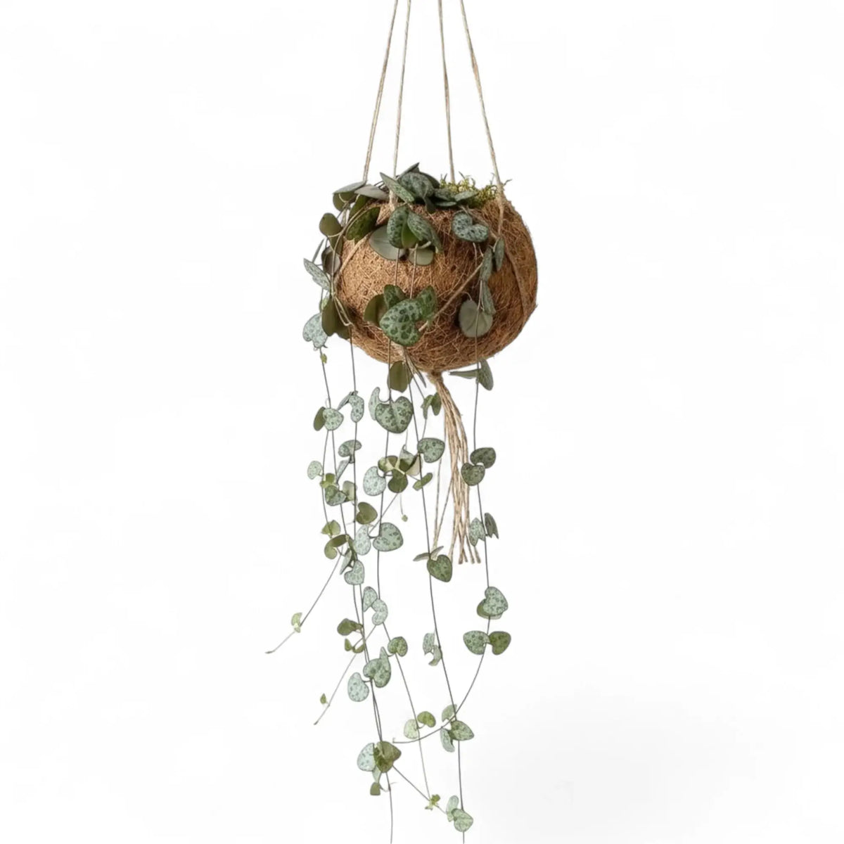 Ceropegia woodii in a Kokodama planter with trailing silver-patterned heart-shaped leaves