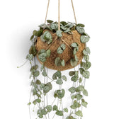 Ceropegia woodii in a Kokodama planter with long trailing vines and small patterned leaves
